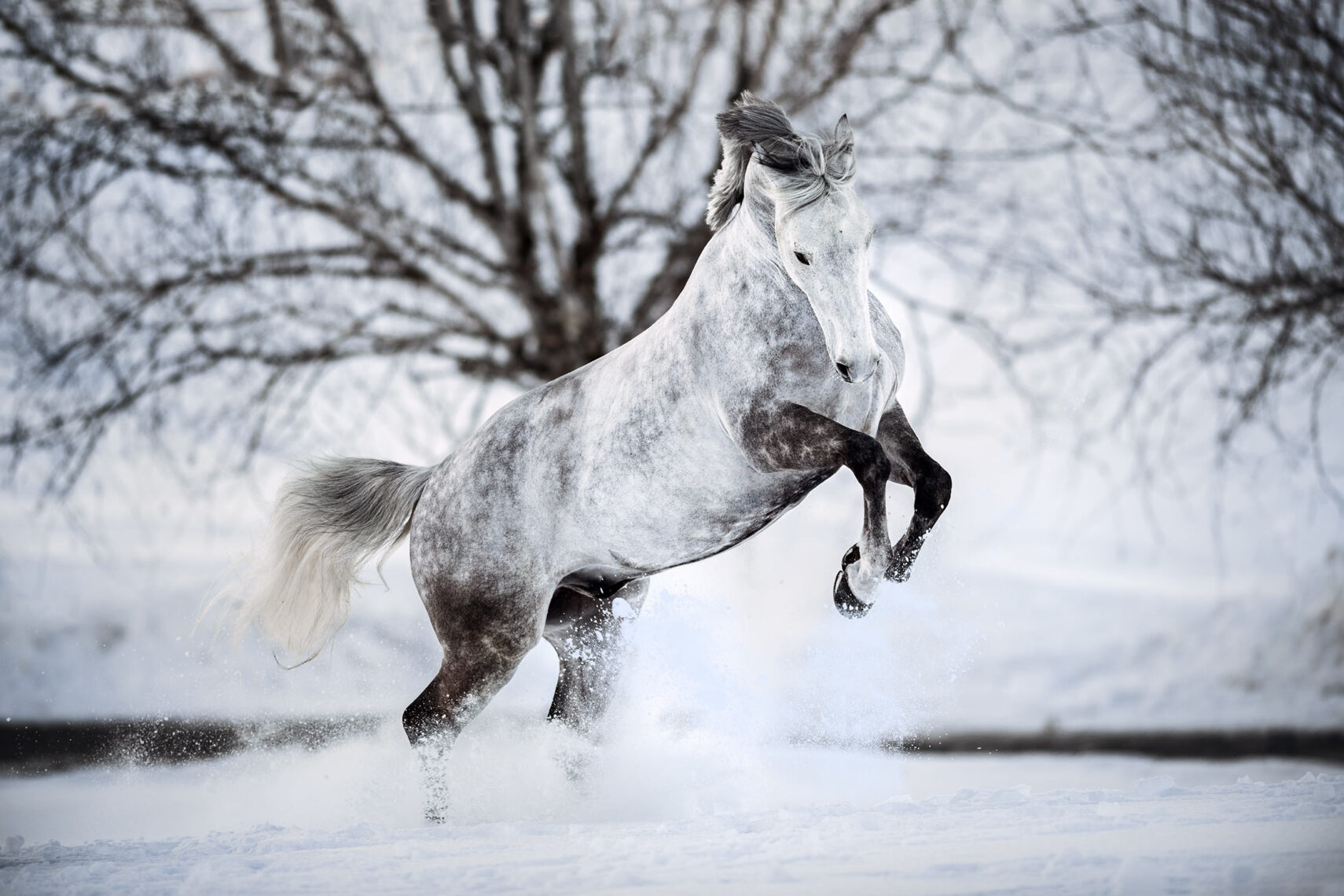 Ein apfelschimmel Pferd bäumt sich auf, umgeben von einer verschneiten Winterlandschaft.