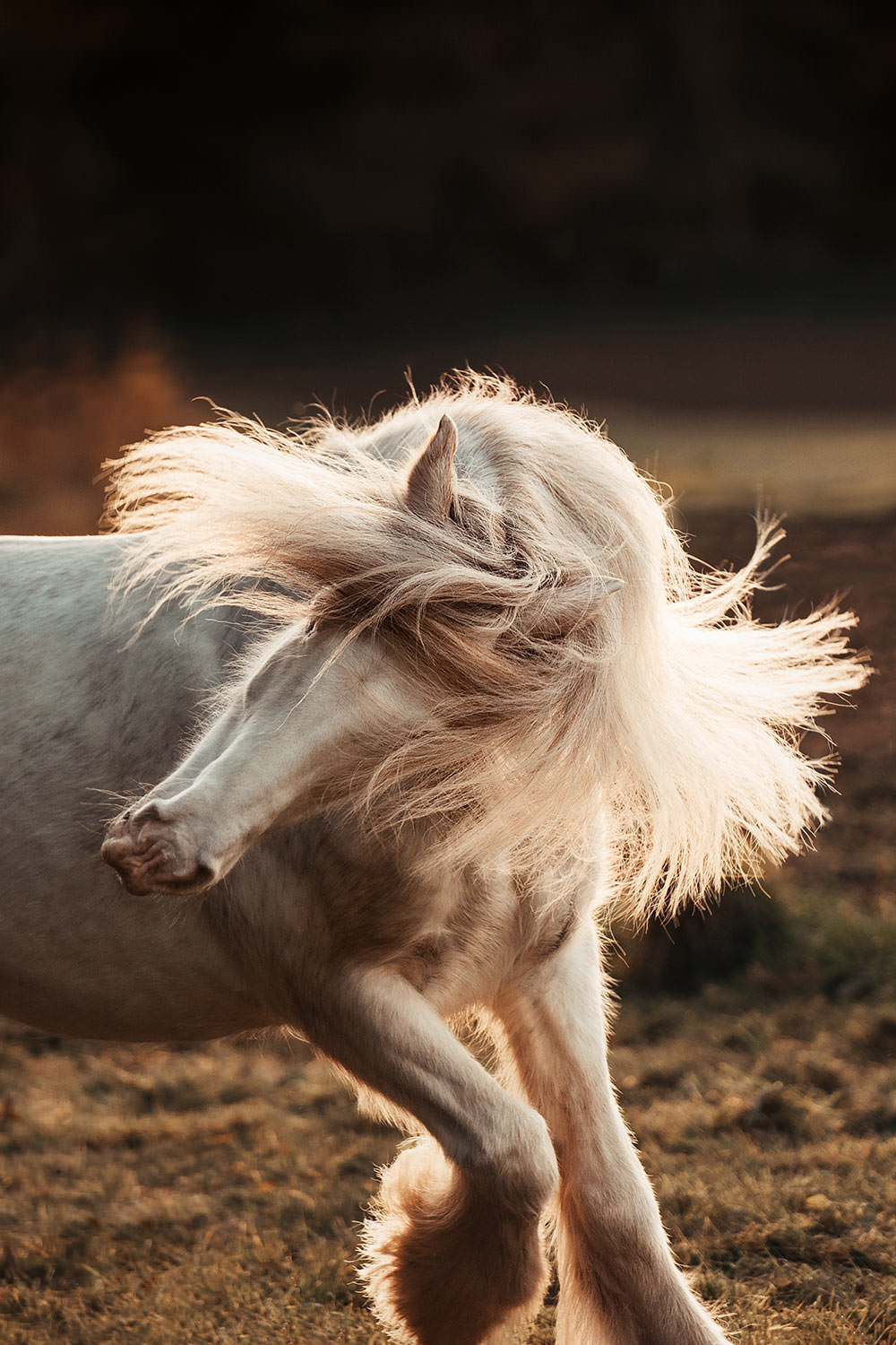 Ein Tinker schüttelt sein üppiges blondes Haar in einem Moment wilder Schönheit bei Sonnenuntergang.
