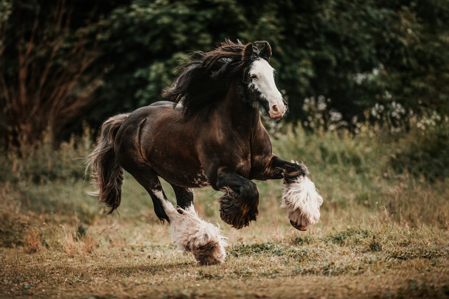Ein Irish Tinker mit wehender Mähne galoppiert lebhaft über eine Wiese.