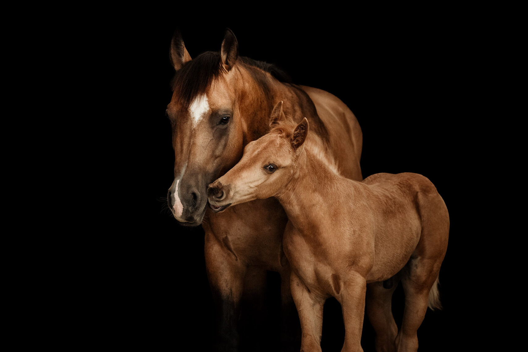 Eine Stute und ein Fohlen stehen nahe beieinander vor einem schwarzen Hintergrund.