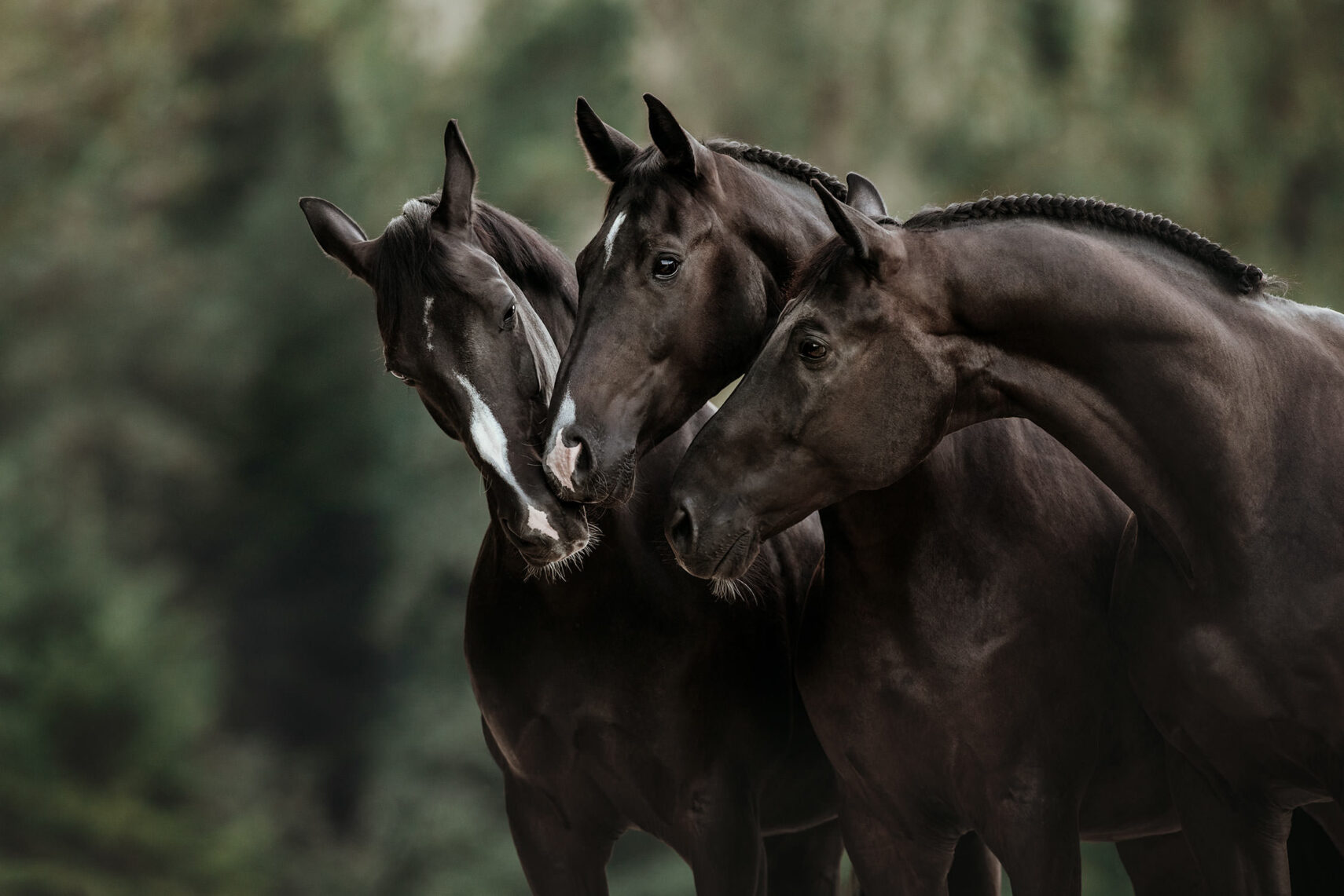 Drei dunkle Pferdeköpfe nahe beieinander, im harmonischen Einklang, gegen einen unscharfen grünen Hintergrund.