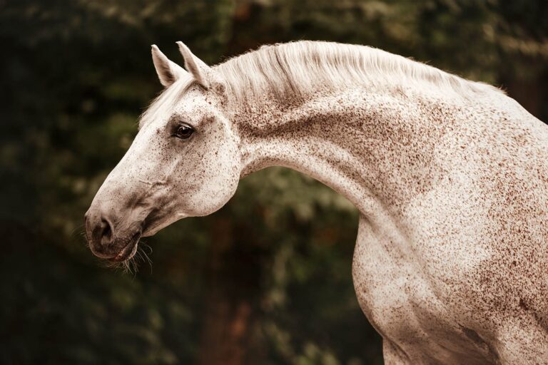 Die Magie der Bildbearbeitung