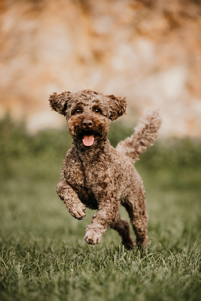 Ein lebensfroher, springender Hund mit lockigem Fell auf einer grünen Wiese.