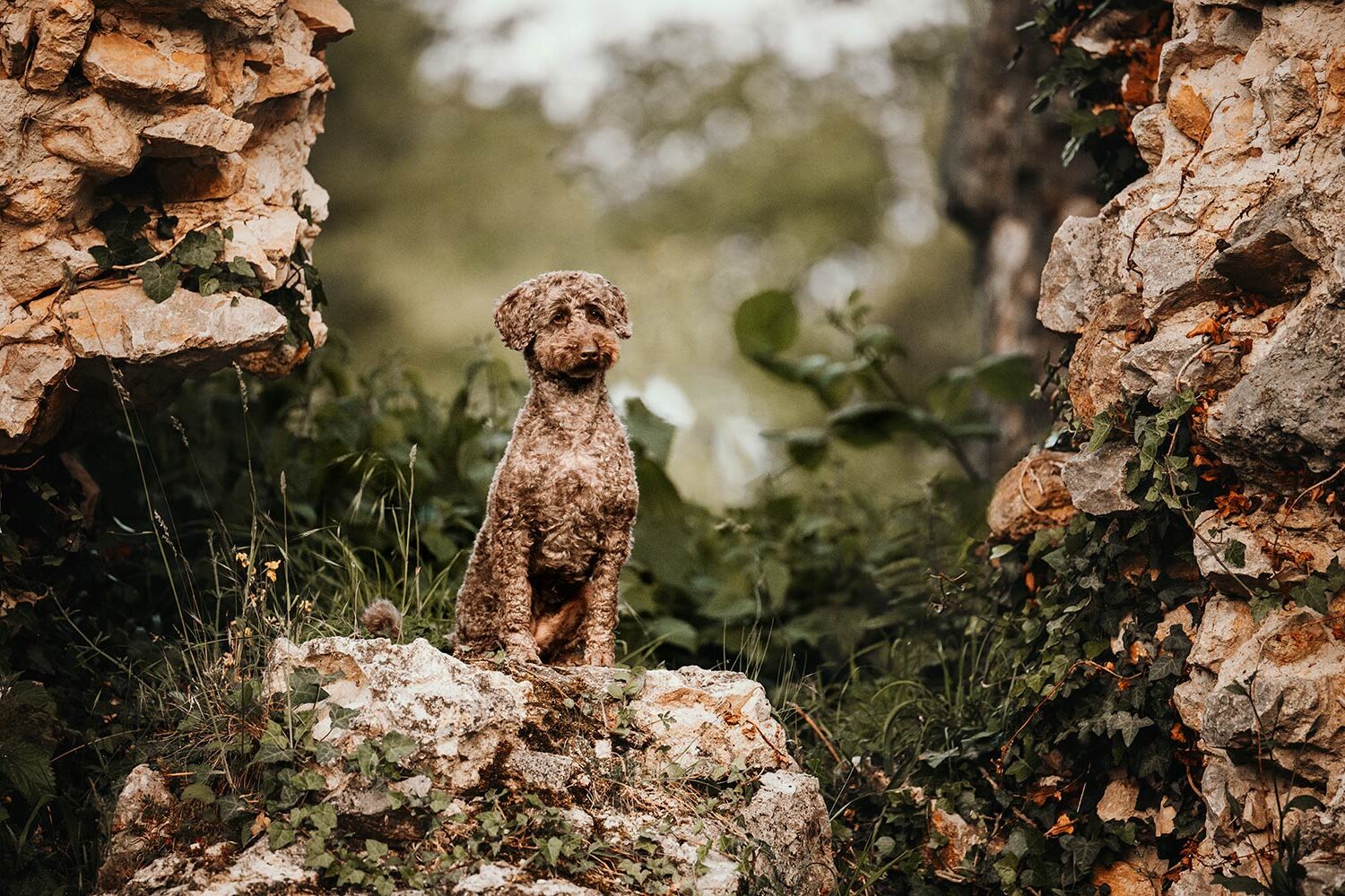 Ein Hund sitzt auf einem steinigen Untergrund, umgeben von Natur.