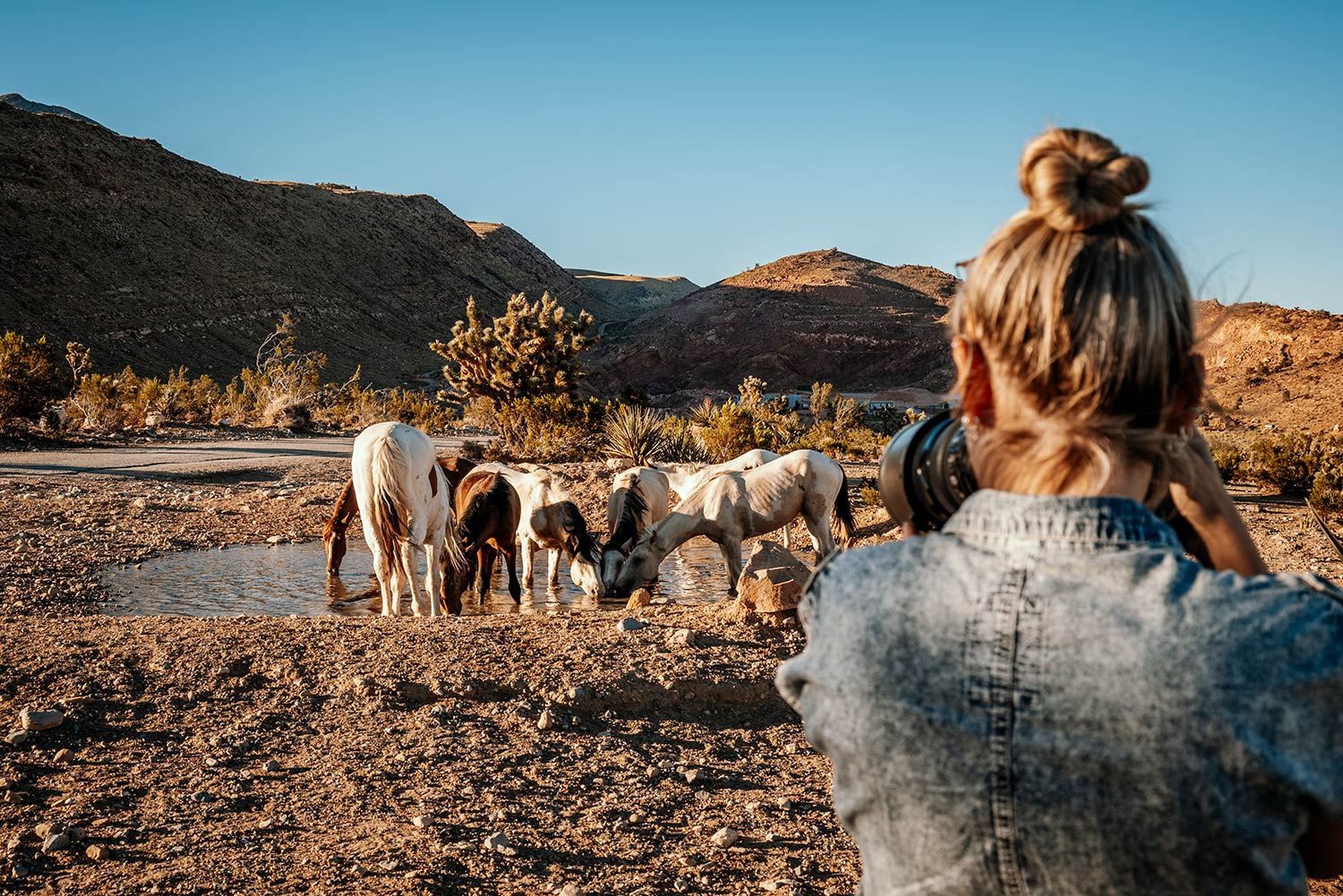 Fotograf mit Jeansjacke fotografiert Wildpferde an einem Wasserloch in einer Wüstenlandschaft.