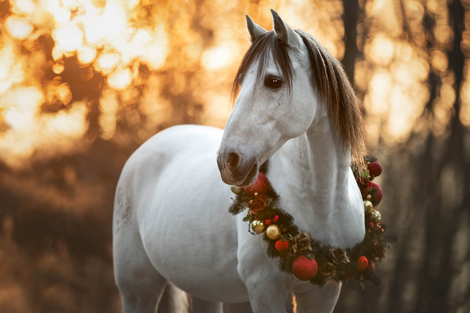 Ein weisses Pferd im Profil, geschmückt mit einem Weihnachtskranz bei einem Pferdeshooting vor einem Hintergrund aus goldenem Licht.