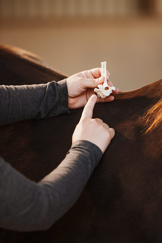 Eine Person zeigt mit einem kleinen Knochenmodell auf den Rücken eines braunen Pferdes und erklärt etwas.