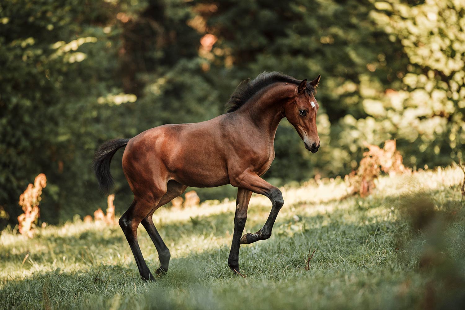 Ein braunes Fohlen galoppiert über eine grüne Wiese mit einem Wald im Hintergrund.