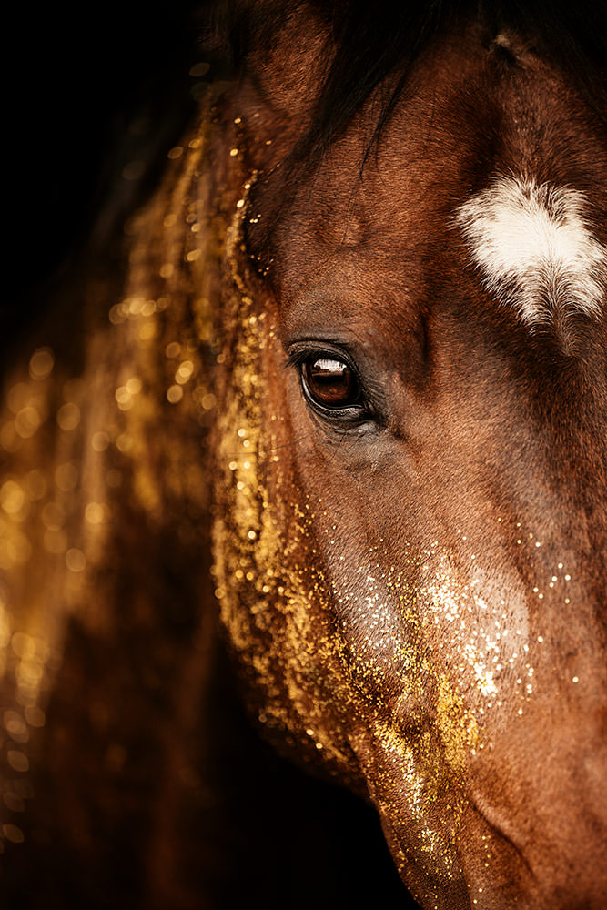 Nahaufnahme eines braunen Pferdes mit einer Stirnflocke und goldenem Glitzer über dem Auge und entlang der Nase, fotografiert währen eines Glitzer Pferdeshooting