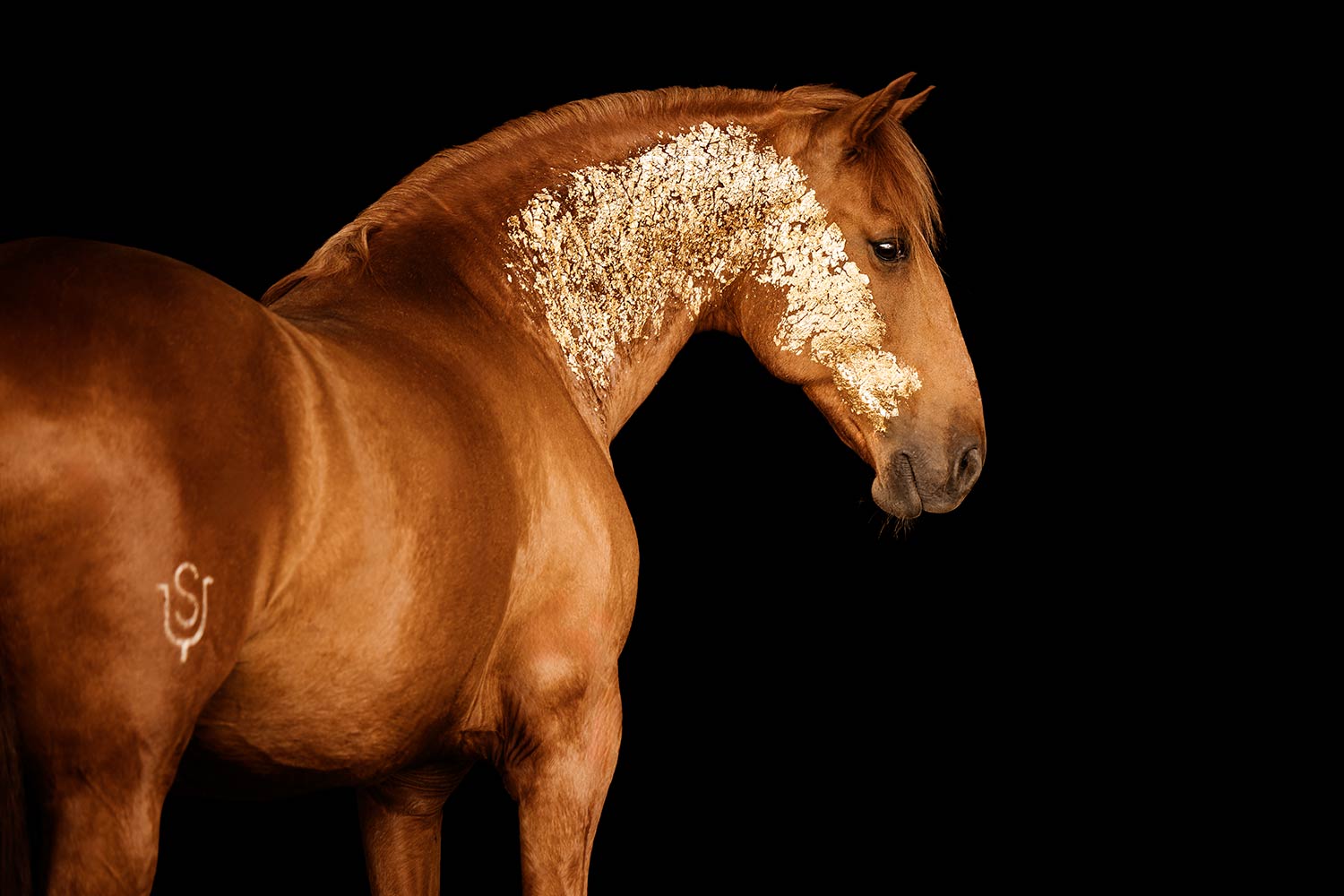 Ein Lusitano Pferd mit einem auffälligen Blattgold-Muster, das sich von der Stirn bis zum Nacken erstreckt, vor einem schwarzen Hintergrund.