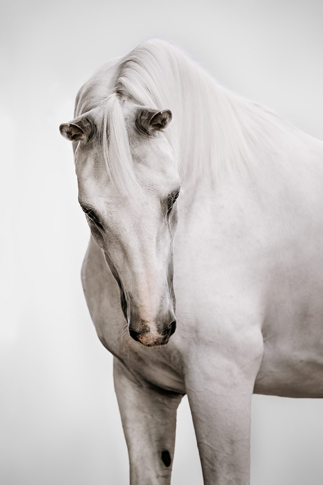 Ein Nahaufnahme-Porträt eines weissen Pferdes, dessen Mähne elegant über den Hals drapiert ist, vor einem dezenten Hintergrund.